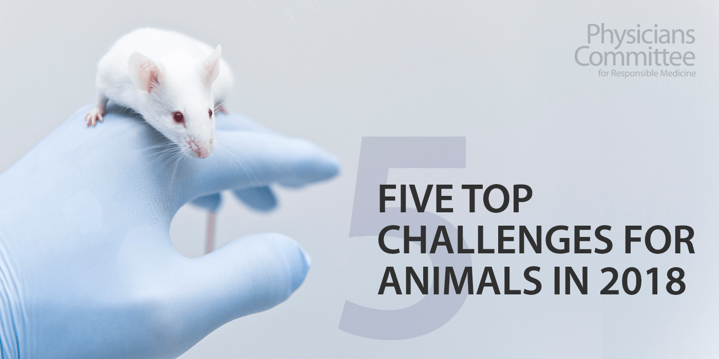 2018-animal-challenges