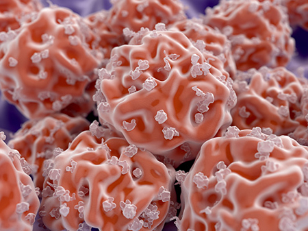 bipolar-stem-cells