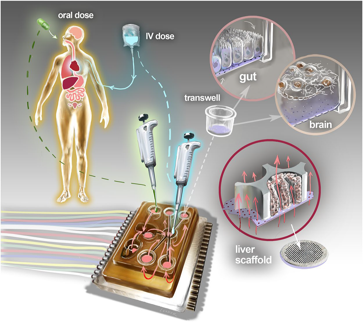 body-on-chip