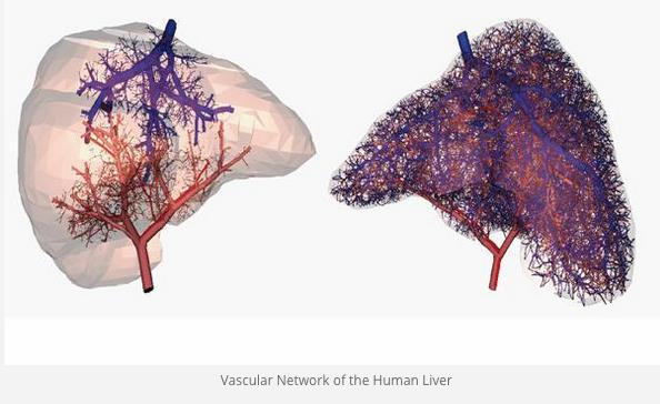 vascular-network-of-human-liver