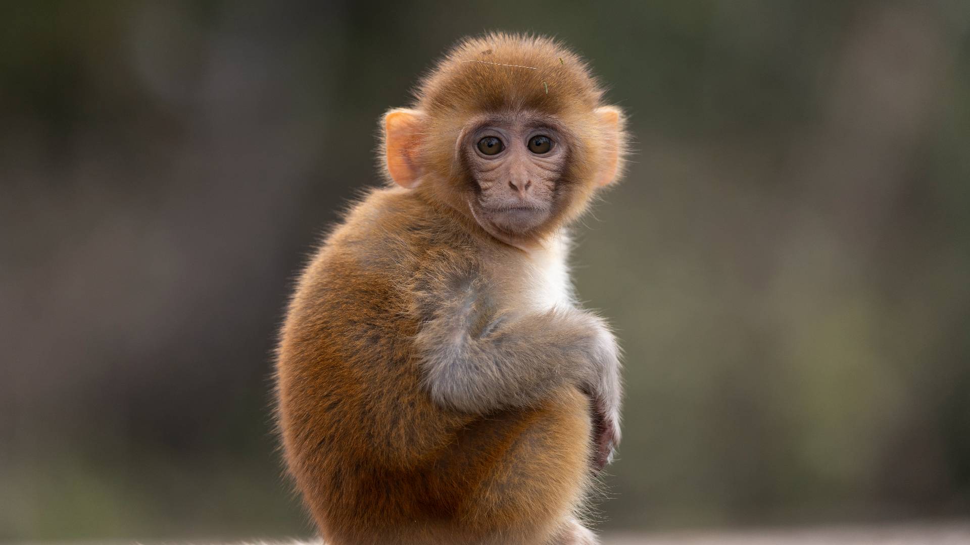 Rhesus Macaque