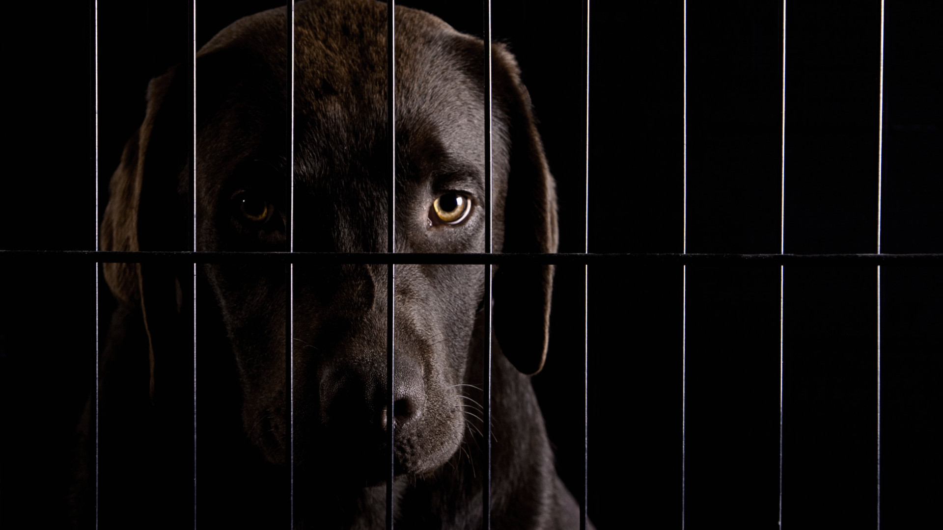 caged dog in the dark