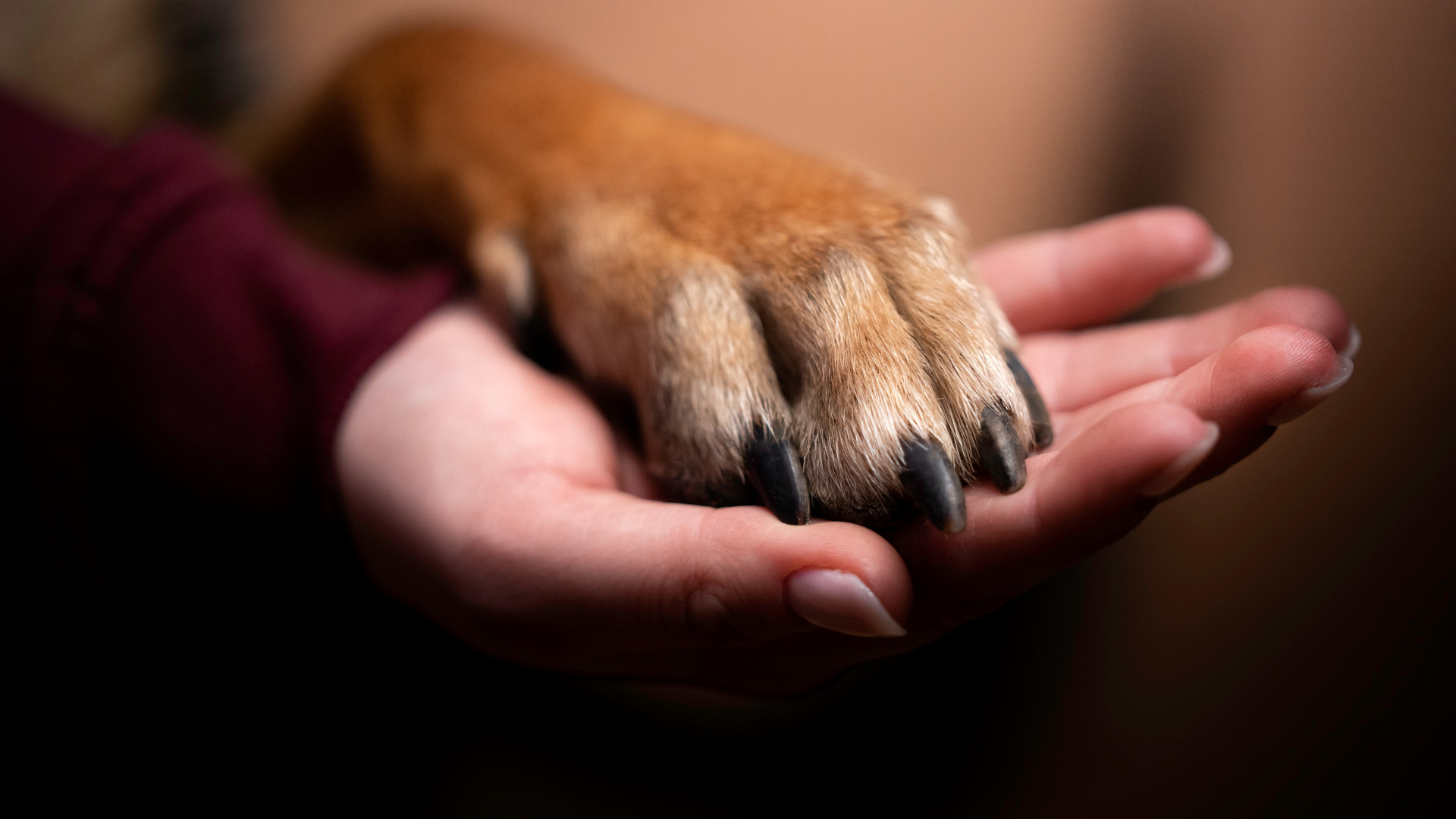 dog paw on human hand