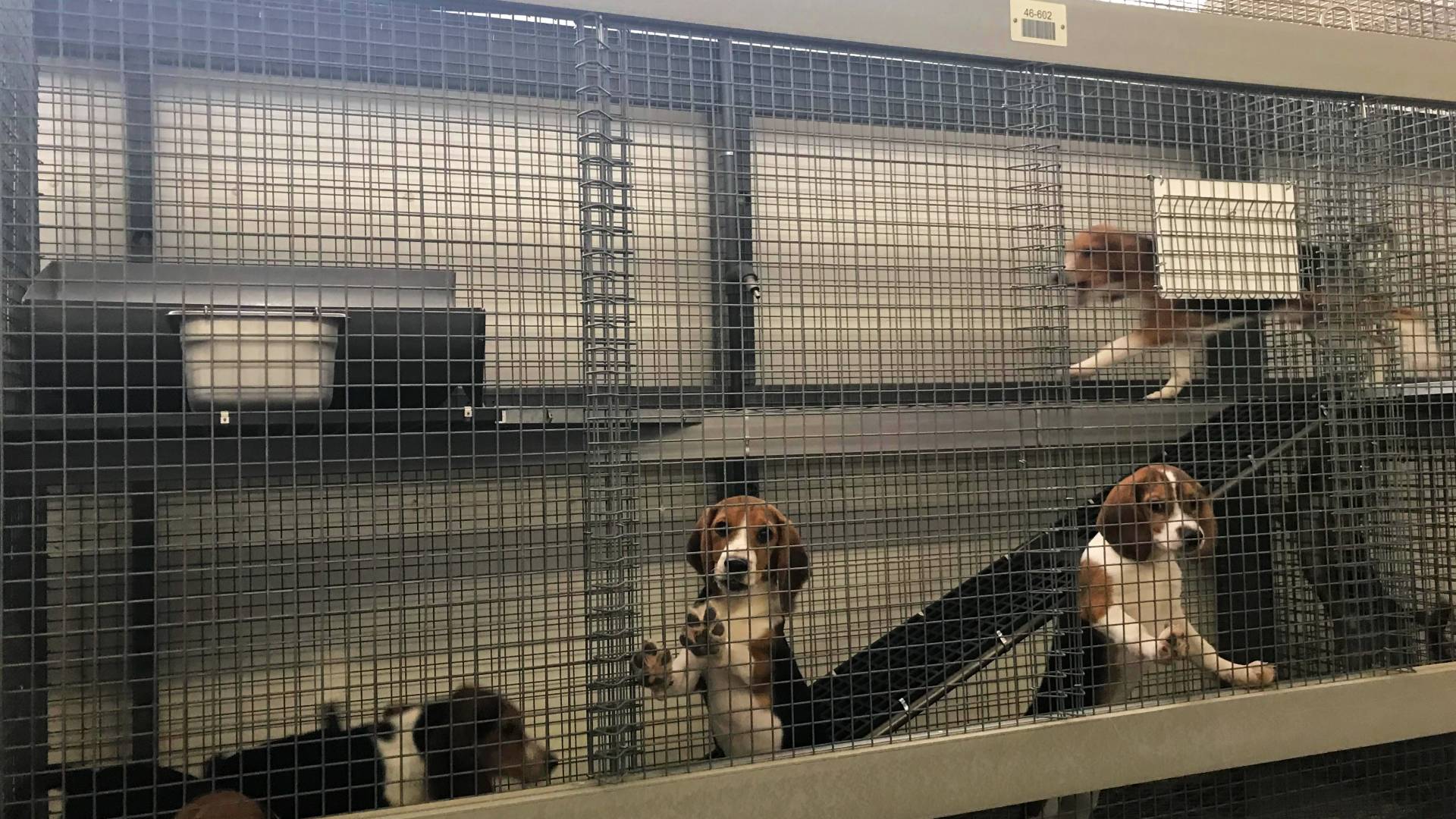 caged beagles