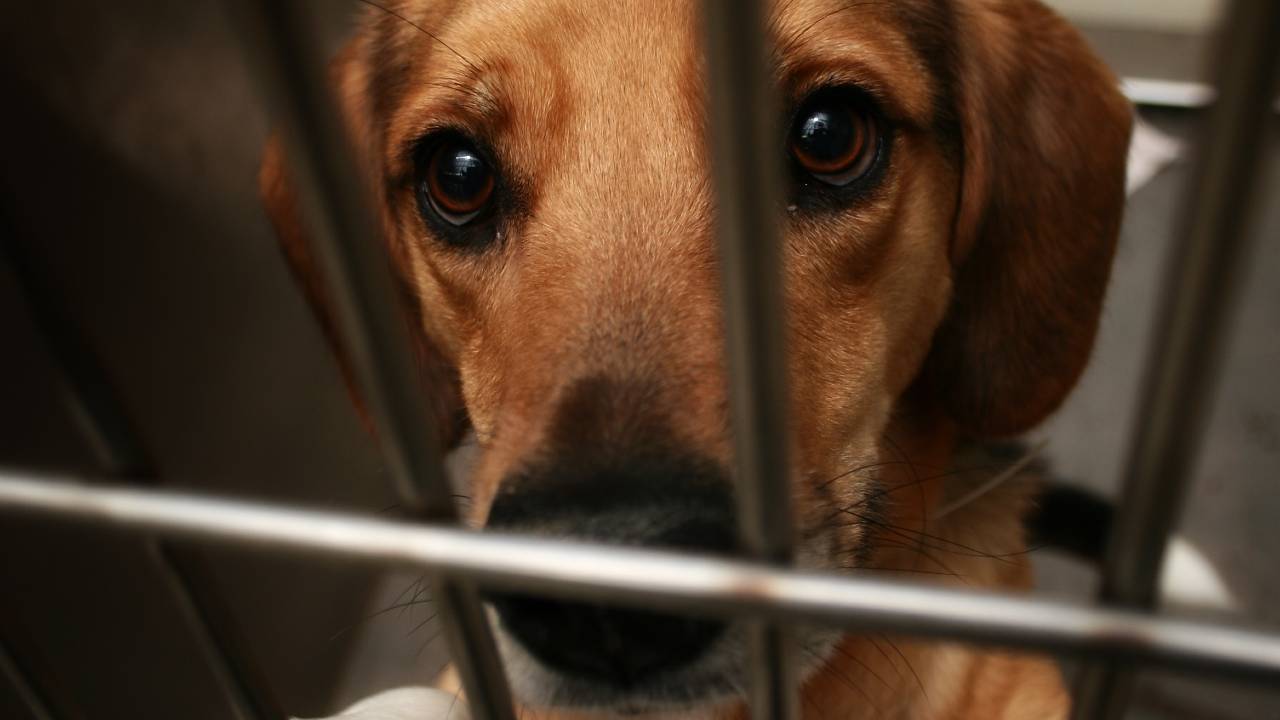 caged sad beagle