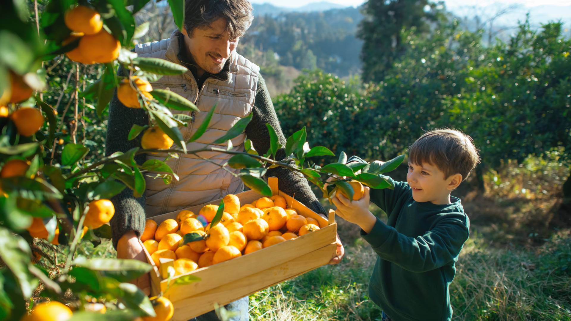 Family picking tangerines