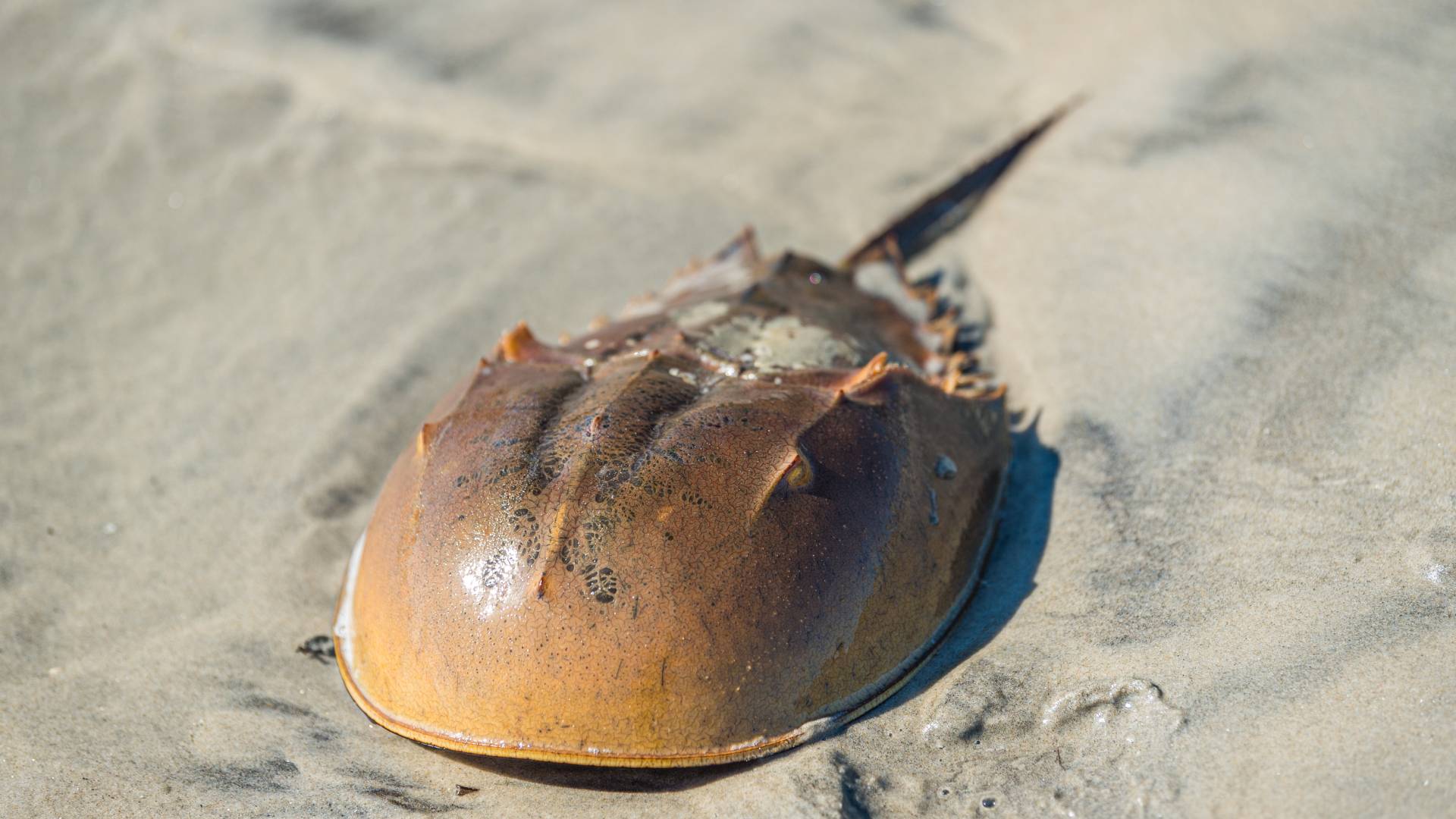 horseshoe crab