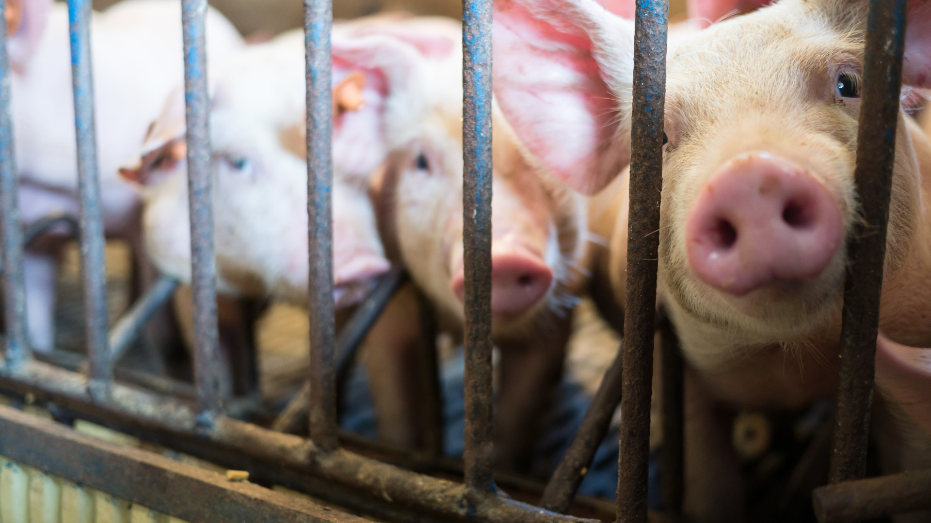 pigs behind bars