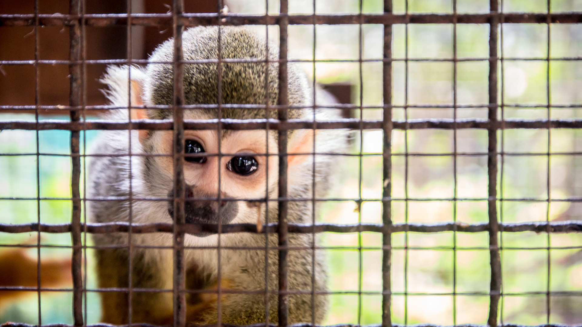 little monkey in cage