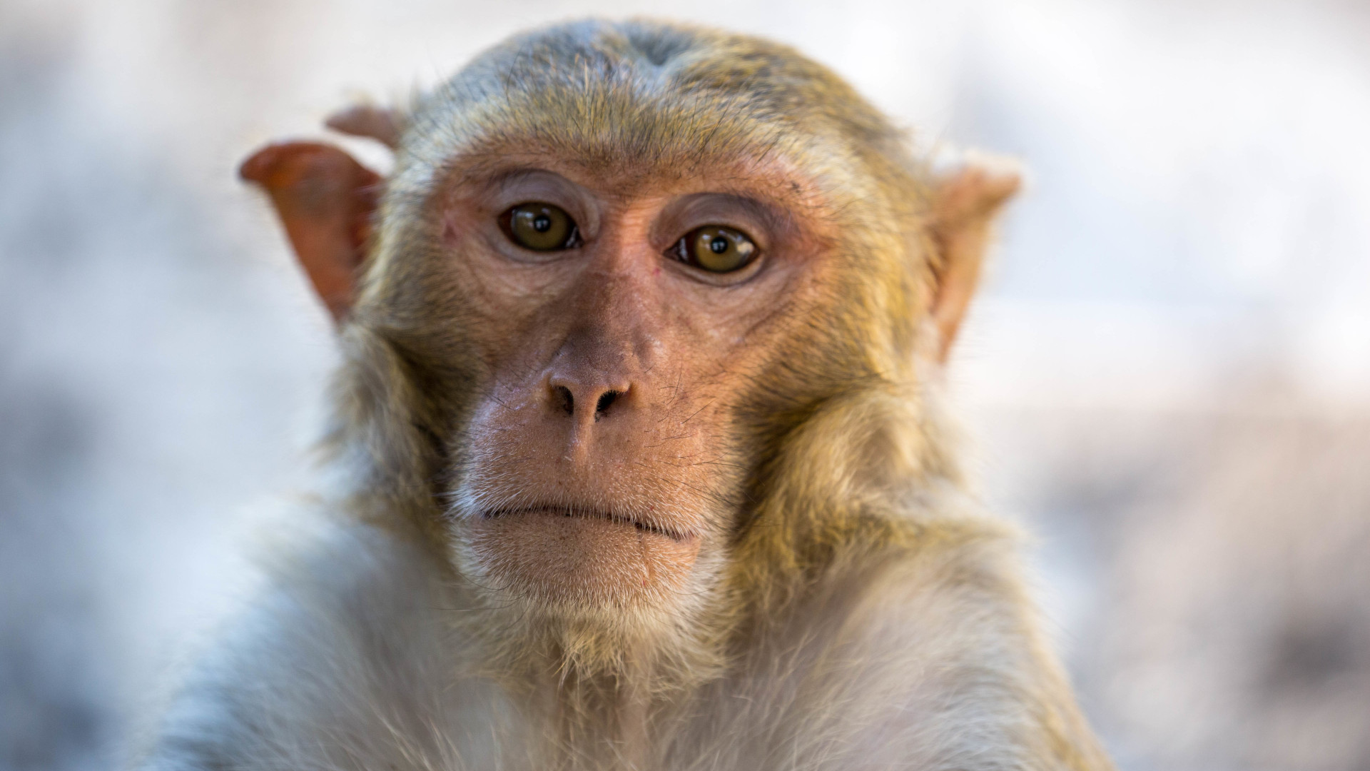 Rhesus Macaque