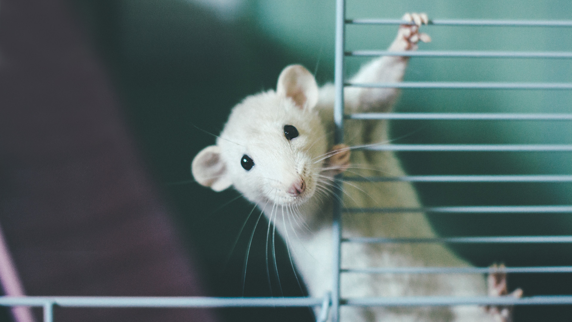 mouse climbing cage