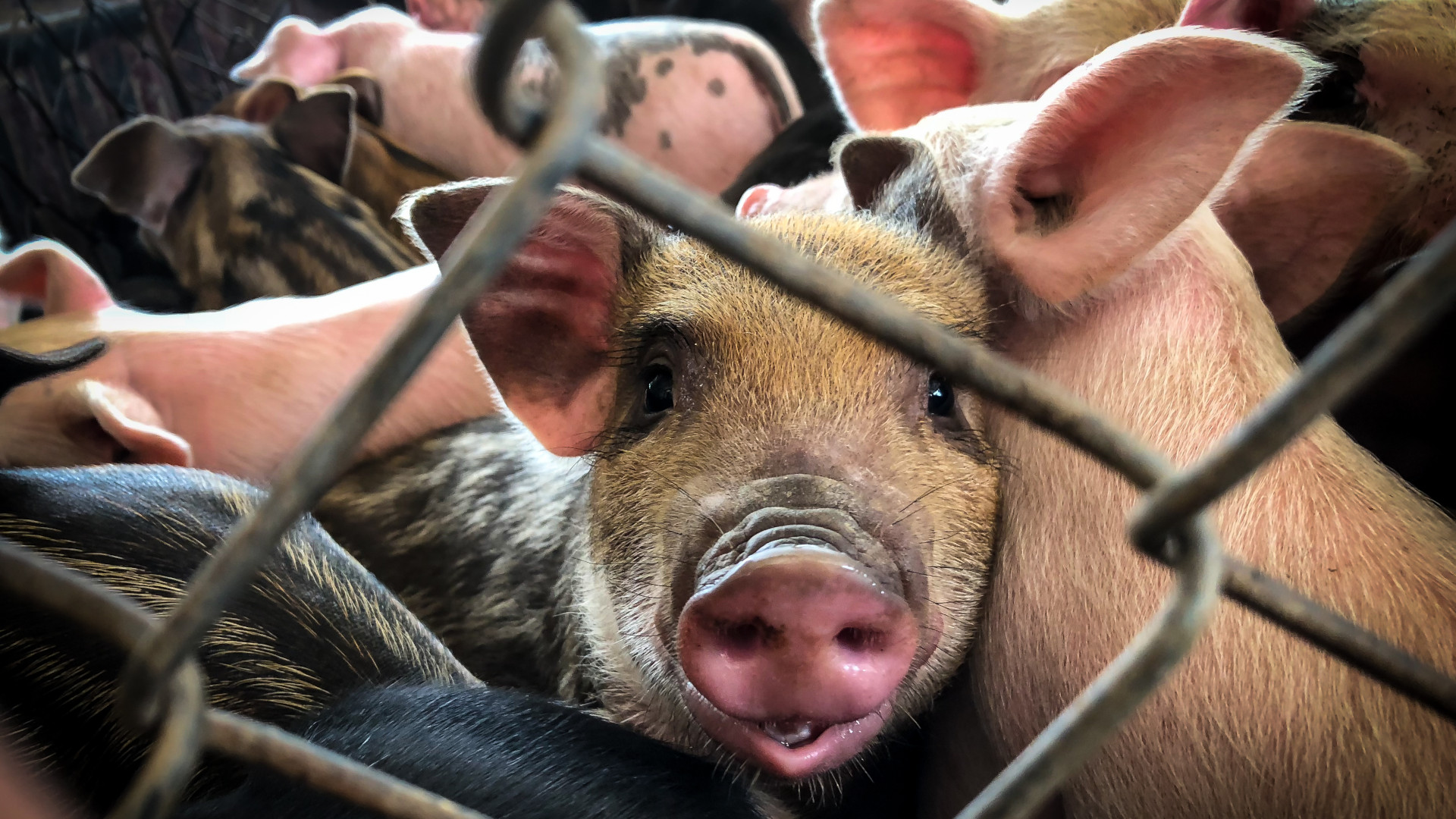 pigs fenced in