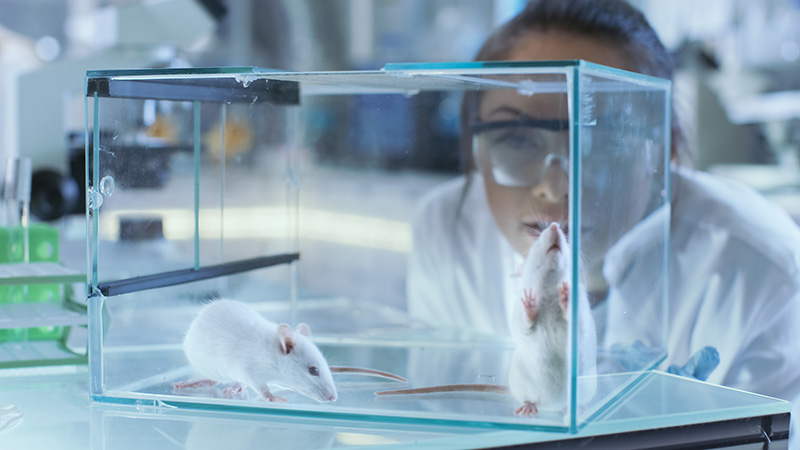 medical research on animals