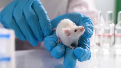 alternative to using animals in medical research
